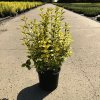 Ligustrum ovalifolium 'Aureum'  Ptačí zob vejčitolistý  'Aureum'