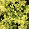 Berberis thunbergii 'Goldalita'  Dřišťál thunbergův  'Goldalita'