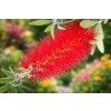 Callistemon rigidus  štětkovec