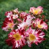 Rosa 'Hanabi'  růže červ. bílá žíhaná vyšší