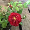 Rosa 'Fairy Dance'  Růže půdopokryvná  'Fairy Dance'