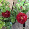 Rosa 'Fairy Dance'  Růže půdopokryvná  'Fairy Dance'