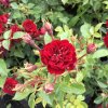 Rosa 'Fairy Dance'  Růže půdopokryvná  'Fairy Dance'