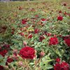 Rosa 'Fairy Dance'  Růže půdopokryvná  'Fairy Dance'