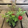 Rosa 'Fairy Dance'  Růže půdopokryvná  'Fairy Dance'