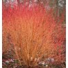 Cornus san. 'Midwinter Fire'  svída krvavá  'Midwinter Fire'