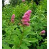 Spiraea sanssouciana  Tavolník sanssouciana