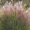 Miscanthus sin. 'Ferner Osten'  Ozdobnice čínská 'Ferner Osten'