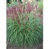 Miscanthus sin. 'Ferner Osten'  Ozdobnice čínská 'Ferner Osten'
