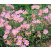 Chrysanthemum rubellum 'Clara Curtis'  Listopadka  'Clara Curtis'