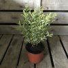 Ligustrum ovalifolium 'Argenteum'  Ptačí zob vejčitolistý 'Argenteum'