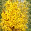 Forsythia x intermedia 'MINIGOLD'  zlatice prostřední