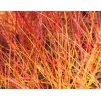 Cornus san. 'Anny's Winter Orange  svída krvavá