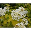 Spiraea vanhouttei 'Gold Fountain'  tavolník vanhouttei 'Gold Fountain'