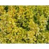 Berberis thunbergii 'Summer Sunset'®  Dřišťál thunbergův
