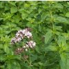 Origanum vulgare  Dobromysl obecná