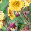 Geum coccineum 'Golden Joy'  Kuklík 'Golden Joy'