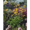 Geum coccineum 'Golden Joy'  Kuklík 'Golden Joy'