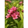 Weigela florida 'Picobella Rosa'PBR  vajgelie květnatá