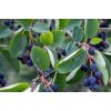 Amelanchier lamarckii  Muchovník Lamarckův