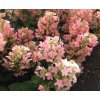 Hydrangea paniculata 'Magical Fire'®  Hortenzie latnatá  'Magical Fire'®