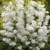 Exochorda 'Magical Springtime®'  hroznovec  'Magical Springtime®'