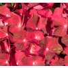 Hydrangea macr. 'M.F.S.® Ruby Tuesday'  Hortenzie 'M.F.S.® Ruby Tuesday'