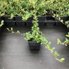 Cotoneaster dammeri 'Eichholz'  Skalník Dammerův 'Eichholz'