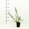 Cotoneaster dammeri 'Eichholz'  Skalník Dammerův 'Eichholz'
