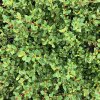 Cotoneaster dammeri 'Eichholz'  Skalník Dammerův 'Eichholz'