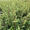 Cotoneaster horizontalis  Skalník vodorovný