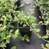 Cotoneaster dammeri  Skalník Dammerův