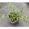 Cotoneaster dammeri 'Major'  Skalník Dammerův 'Major'