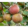 Malus d. 'Belle de Boskoop'  jabloň 'Belle de Boskoop'
