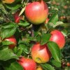 Malus d. 'Elstar'  jabloň - podzimní