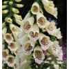 Digitalis purp. 'Dottie Cream'  Náprstník červený 'Dottie Cream'