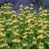 Phlomis russeliana  Sápa Russelova