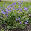 Geranium incanum 'Johnsons Blue'  Kakost Johnsons Blue'