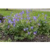Geranium incanum 'Johnsons Blue'  Kakost Johnsons Blue'