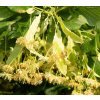Tilia platyphyllos  lípa velkolistá