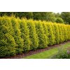 Cupressocyparis l. 'Excalibur Gold'  cypřišovec Leylandův