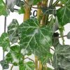Hedera helix  Břečťan popínavý