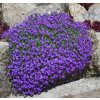 Aubrieta del. 'Cascade Blue'  Tařička kosníkovitá 'Cascade Blue'