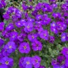 Aubrieta del. 'Cascade Blue'  Tařička kosníkovitá 'Cascade Blue'