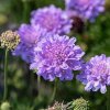 Scabiosa col. 'Flutter ™ Deep Blue'  Hlaváč 'Flutter ™ Deep Blue'