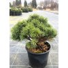 Pinus mugo 'Hnízdo'  Borovice kleč ´Hnízdo'