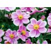 Anemone hup. 'Rose Shades'  Sasanka hupejská 'Rose Shades'