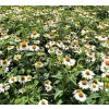 Echinacea purp. 'PowWow™  White'  Třapatka nachová