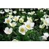 Anemone syl. 'Snow White'  Sasanka lesní 'Snow White'