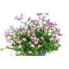 Gypsophila rep. 'Filou Rose'  Šater plazivý